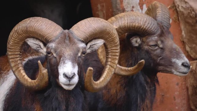 Close up of two Mouflon, ram head on sunny day in Autumn