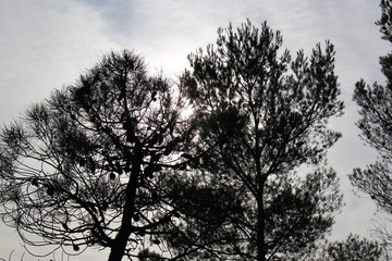 arbre pin en automne