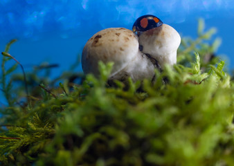 macro photo of a ladybug hides under a mushroom