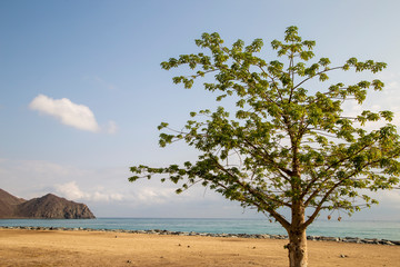 Fototapeta na wymiar deciduous tree by the ocean