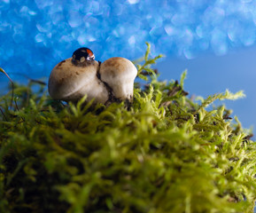 macro photo of a ladybug hides under a mushroom