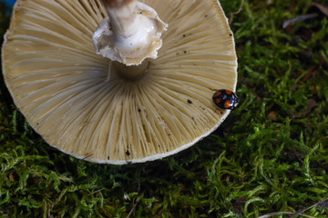 macro photo of a ladybug hides under a mushroom