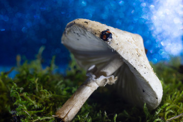 closeup of two ladybugs getting acquainted