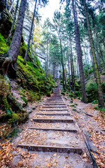 Obraz premium old steps at a forest