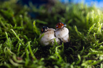 closeup of two ladybugs getting acquainted