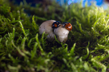closeup of two ladybugs getting acquainted