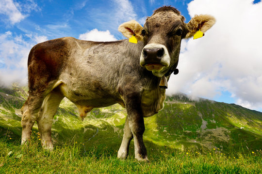 Alpen K&uuml;he