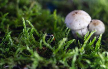 macro photo of a ladybug sitting in the rain on a white mushroom