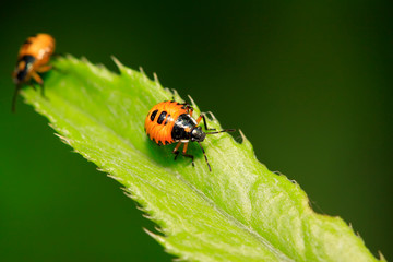 stinkbug on plant
