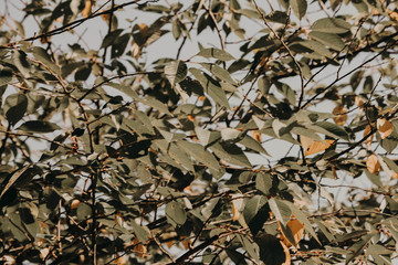 autumn leaves on branch