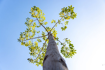 Tall bobax tree and blue sky