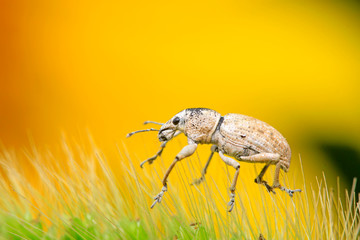 weevil on plant