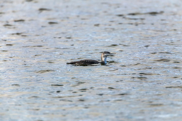 Red-throated loon (Gavia stellata)
