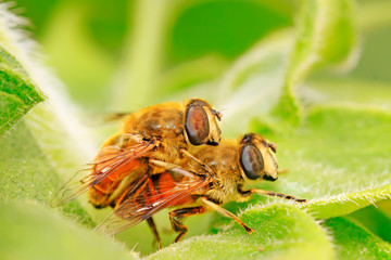 Syrphidae on plant