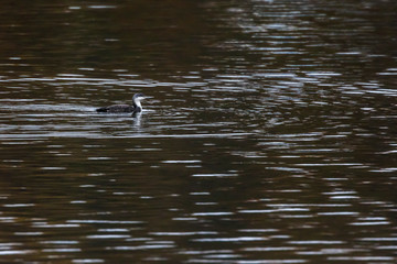 Red-throated loon (Gavia stellata)