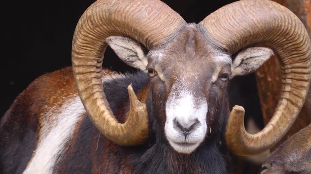 Close up of Mouflon, ram head looking into the camera and turning to the right on sunny day in Autumn