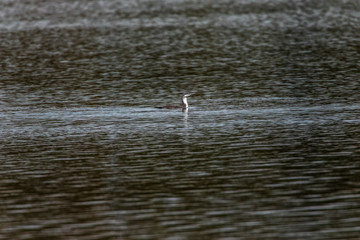 Red-throated loon (Gavia stellata)