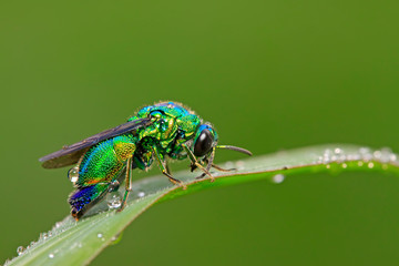 Chrysis shanghaiensis on green leaves