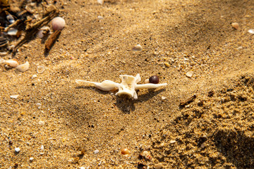 animal bone in the sand