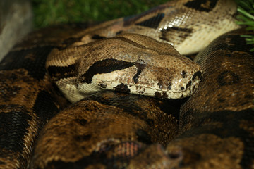 Close up head boa constrictor snake