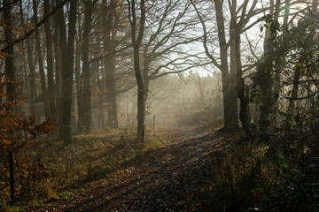 Naklejka premium Herbstlicher Wald Weg mit Laub und Sonne durchflutet