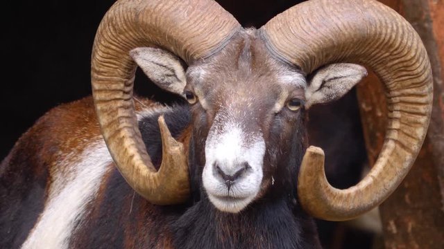 Close up of Mouflon, ram head looking into the camera on sunny day in Autumn