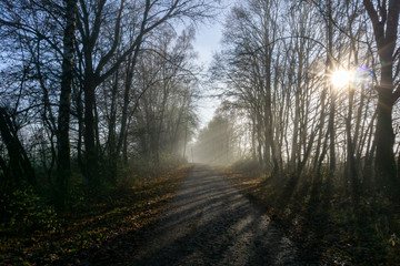 Fototapeta na wymiar Waldweg im Nebel und Sonnenlicht