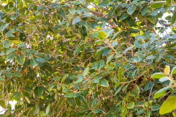 background of green leaves on the branches of bushes