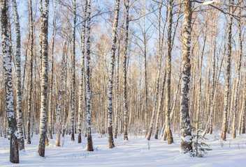 Birch grove on a winter day