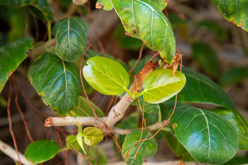 background of green leaves on the branches of bushes
