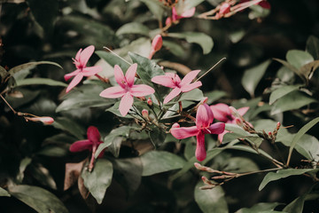 flowers in garden