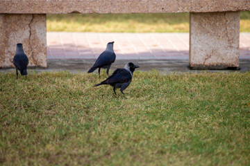 magpies on the grass in the park