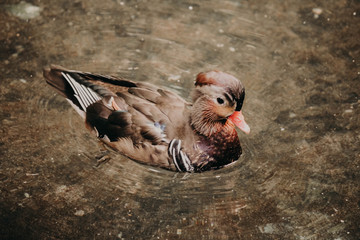 duck in water