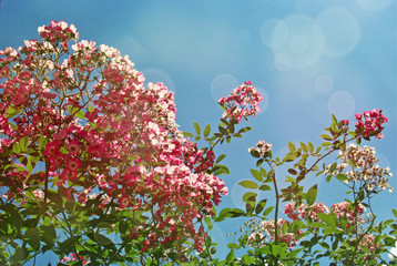 Obraz na płótnie Canvas Flowering tree and blue sky in spring