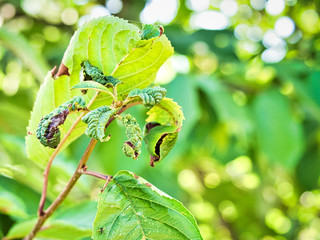 Branch of fruit tree with wrinkled leaves affected by black aphid. Cherry aphids, black fly on...