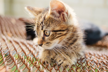 Funny Kittens in a sunny day  playing outdoor looking happy. Little kitten playing outdoor. Happy pet concept.