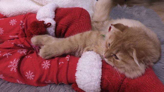 Ginger cat resting on child legs in Christmas pajama with knitted socks