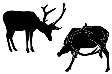 Outline drawing of a deer. Black silhouette on a white background in full growth.