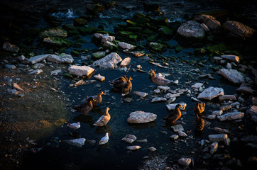 stones in water