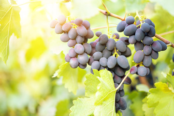 Bunch of ripe blue grapes on branch