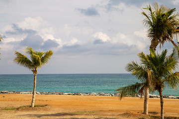 Palm trees on the Indian Ocean