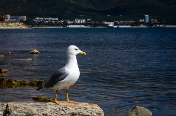 seagull on beach