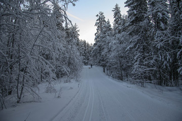 Obraz premium Russia.Karelia. Walking in the winter forest. December.2019.