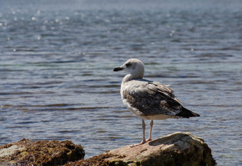 Obraz premium seagull on the beach