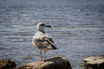 seagull on the beach
