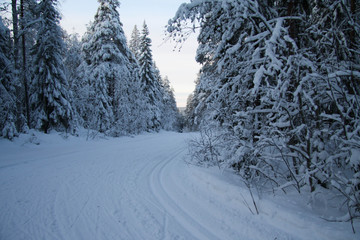 Fototapeta premium Russia.Karelia.Road in the winter forest.December.2019.