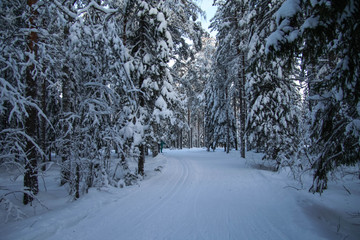 Russia.Karelia.Ski runs through the forest.December.2019.