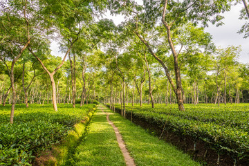 Fototapeta na wymiar In the Tea gerden of Srimangal - Bangladesh