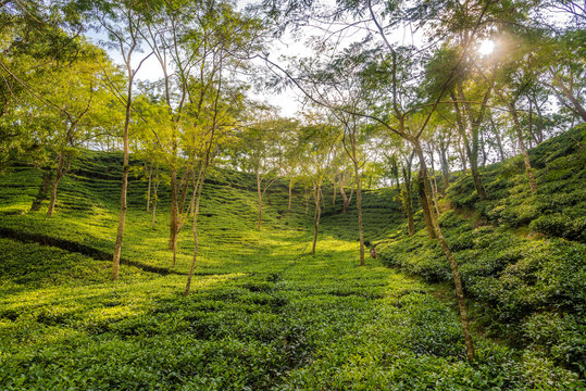 View at the Tea gerden of Srimangal - Bangladesh