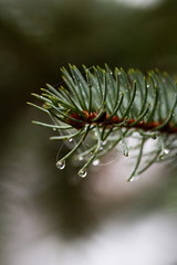 Dew droplets on a pine tree in Ontario, Canada. Morning dew in October.